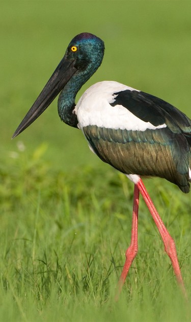 Jabiru (black-necked stork),